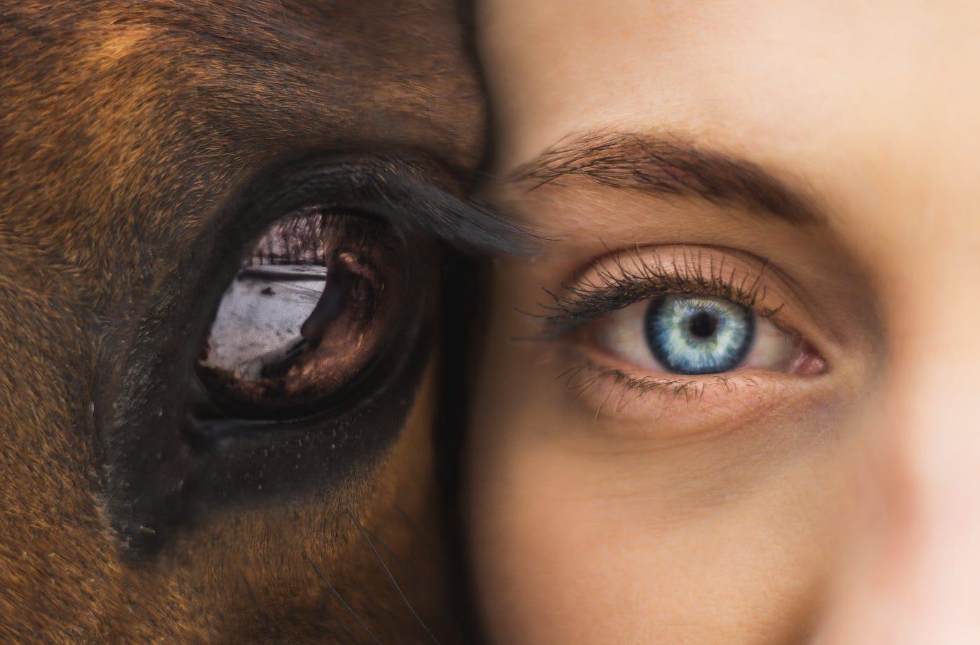 Animal Communication Reading