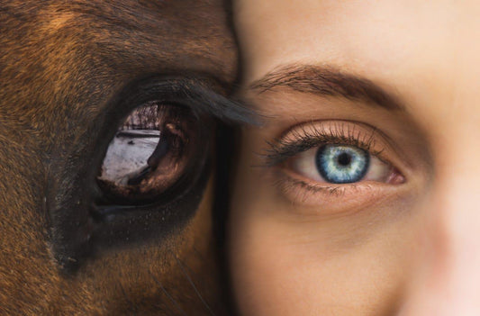 Animal Communication Reading